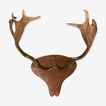 Hunting trophy