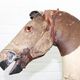 Victorian taxidermy toy horse, late 19th century.