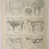 Gravure ancienne 1922, Vache, anatomie, squelette, région du corp • Lithographie, illustration origi