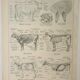 Antique engraving 1922, Cow, anatomy, skeleton, body region • Lithograph, original illustration