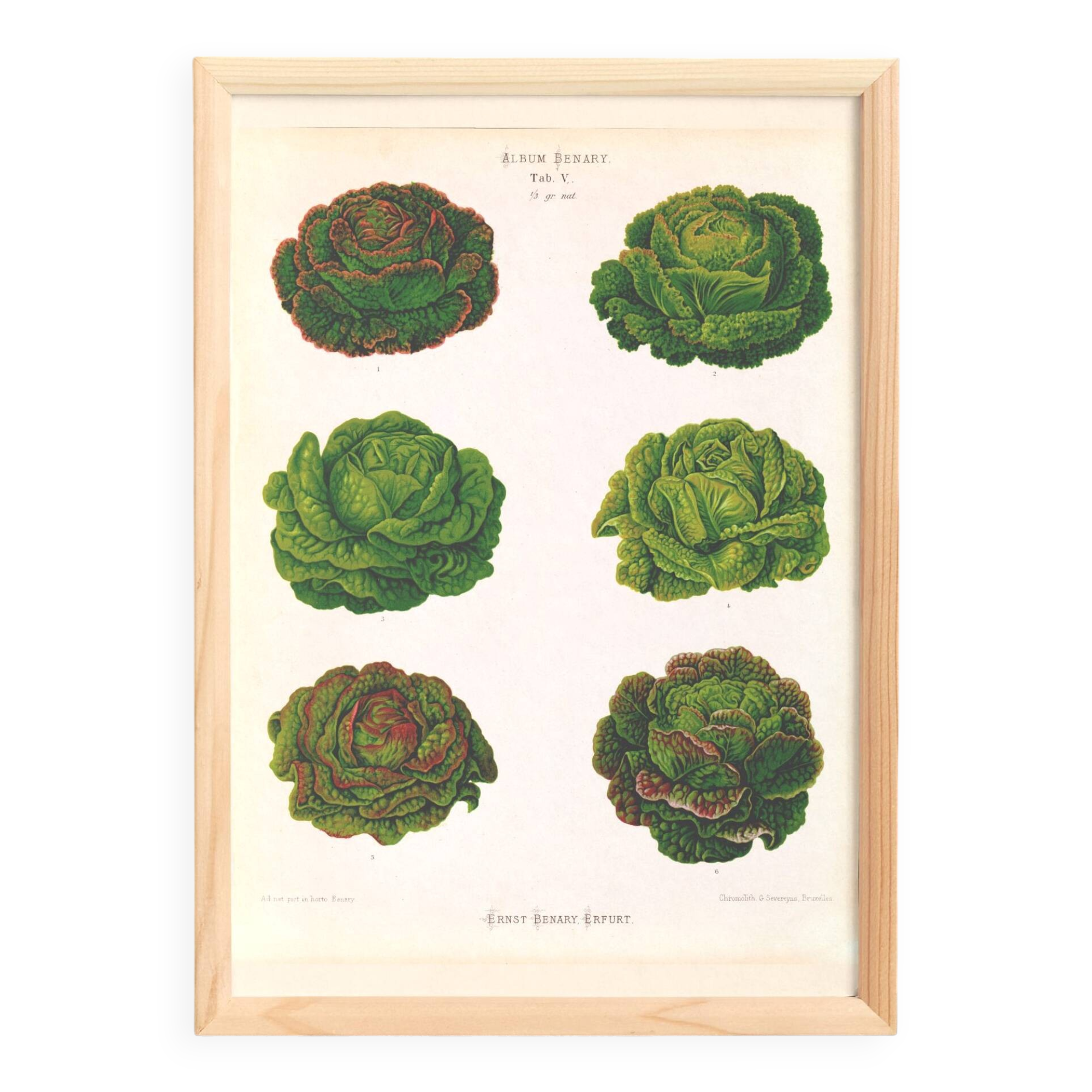 Poster on varieties of lettuce, based on an old engraving from 1886.