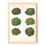 Poster on varieties of lettuce, based on an old engraving from 1886.