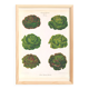 Poster on varieties of lettuce, based on an old engraving from 1886.