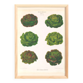Poster on varieties of lettuce, based on an old engraving from 1886.