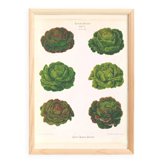 Poster on varieties of lettuce, based on an old engraving from 1886.