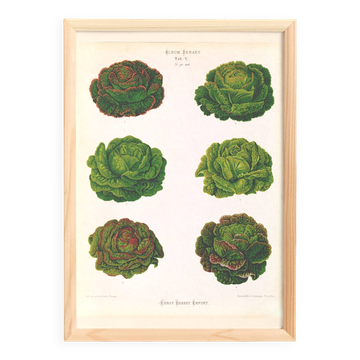 Affiche sur les variétés de laitues, d'après une gravure ancienne de 1886.