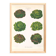 Poster on varieties of lettuce, based on an old engraving from 1886.