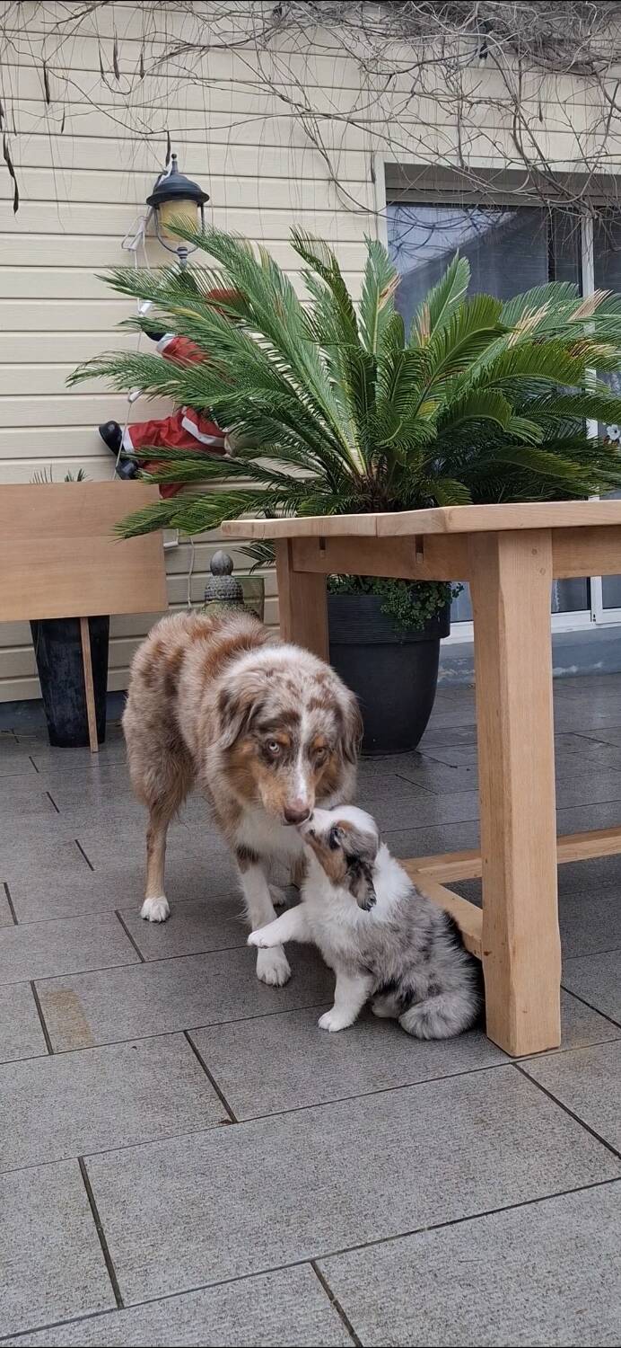 Farmhouse table with extension