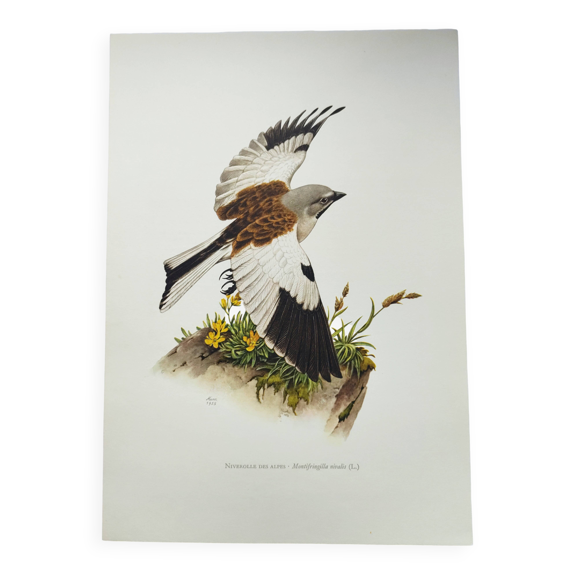Vintage bird plate from the 1960s - Niverolle des Alpes - Zoological and ornithological illustration