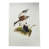 Vintage bird plate from the 1960s - Niverolle des Alpes - Zoological and ornithological illustration