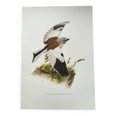 Vintage bird plate from the 1960s - Niverolle des Alpes - Zoological and ornithological illustration