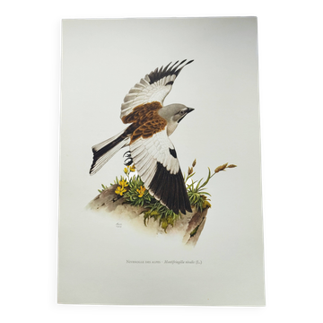 Vintage bird plate from the 1960s - Niverolle des Alpes - Zoological and ornithological illustration