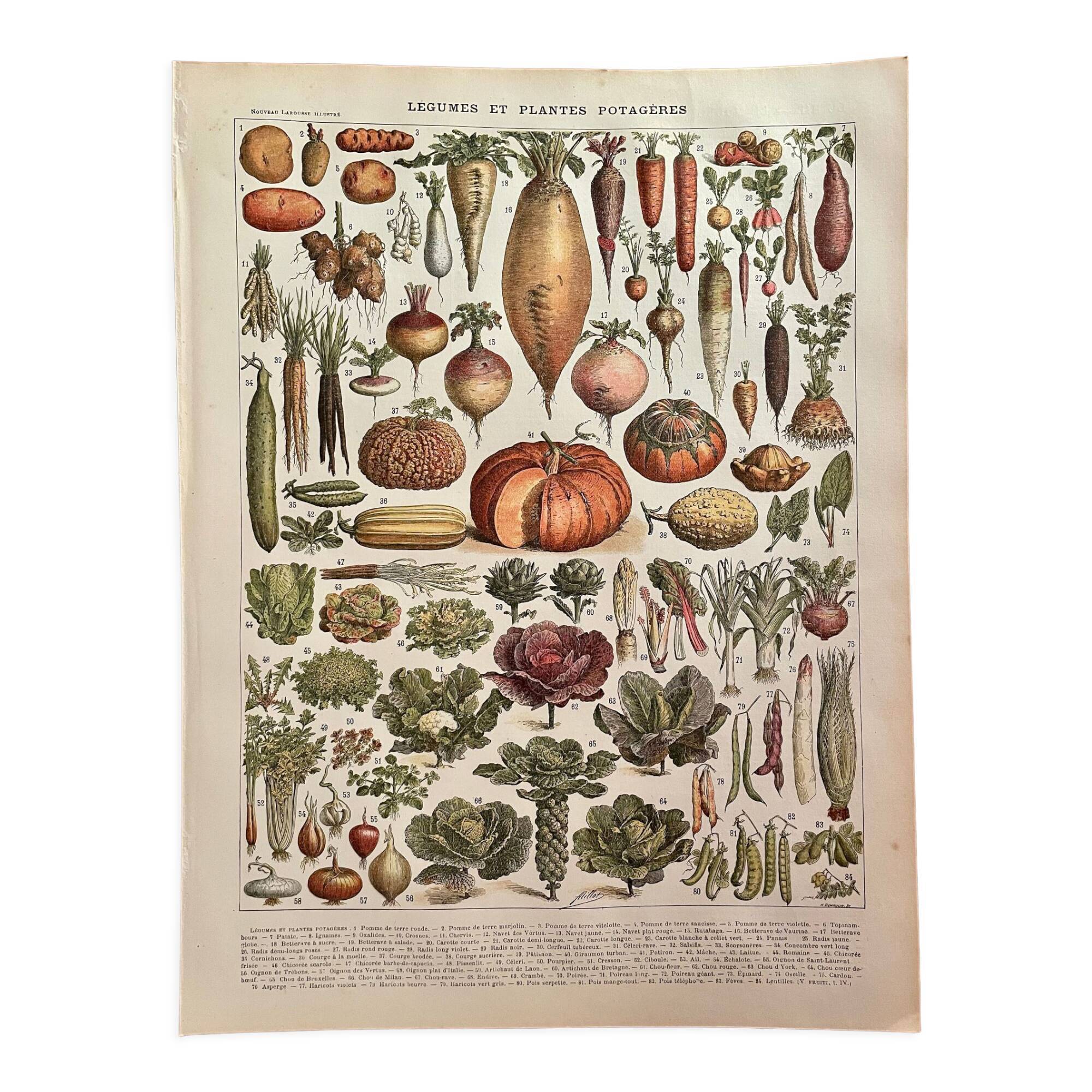 Lithograph on vegetables and vegetable plants - 1900