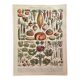 Lithograph on vegetables and vegetable plants - 1900