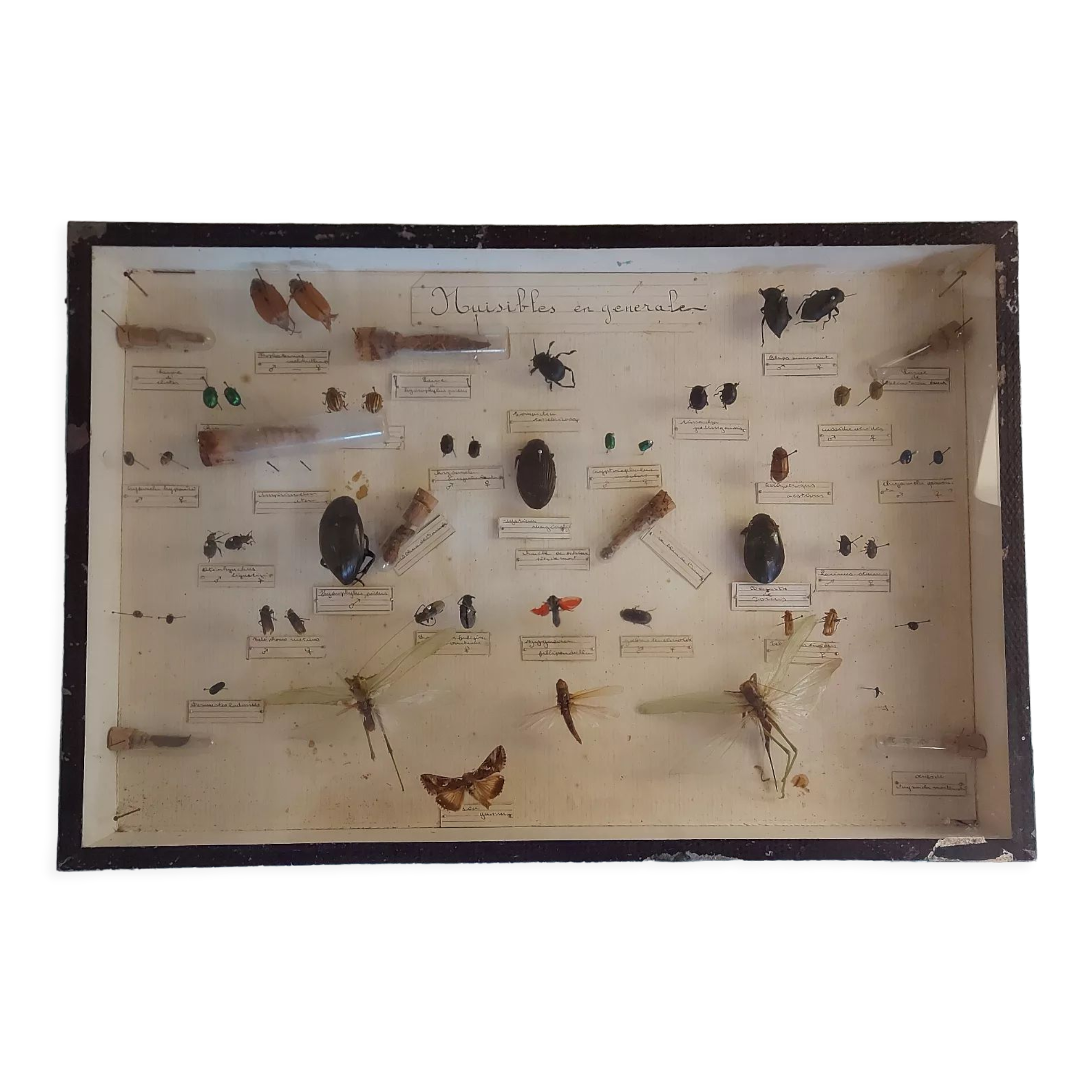 Insects frame 1920 entomology