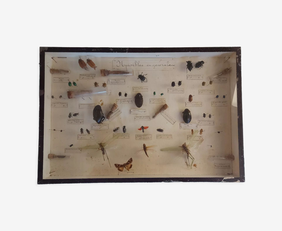 Cadre insectes 1920 entomologie
