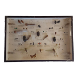 Insects frame 1920 entomology
