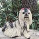 Shih Tzu dog statuette - 1950 - Italian