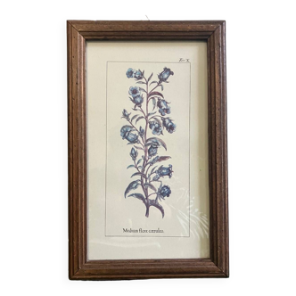 Old botanical engraving