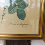 Redouté botanical board table