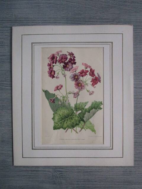 Old botanical engraving "primula"
