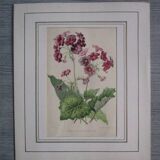 Old botanical engraving "primula"