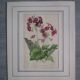 Old botanical engraving "primula"