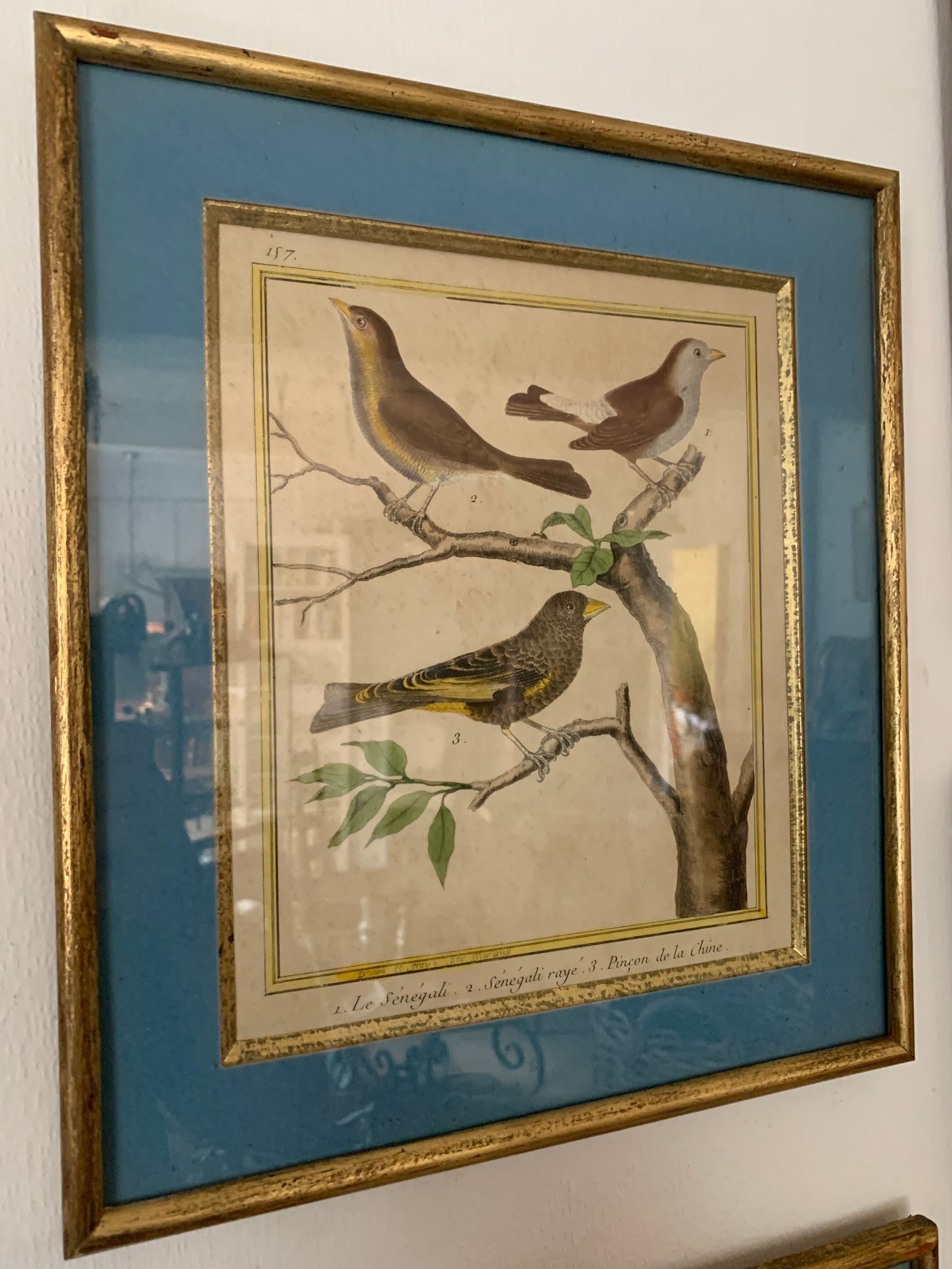 Set of 7 bird engravings