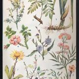 Original plate n1 of flowers from 1938