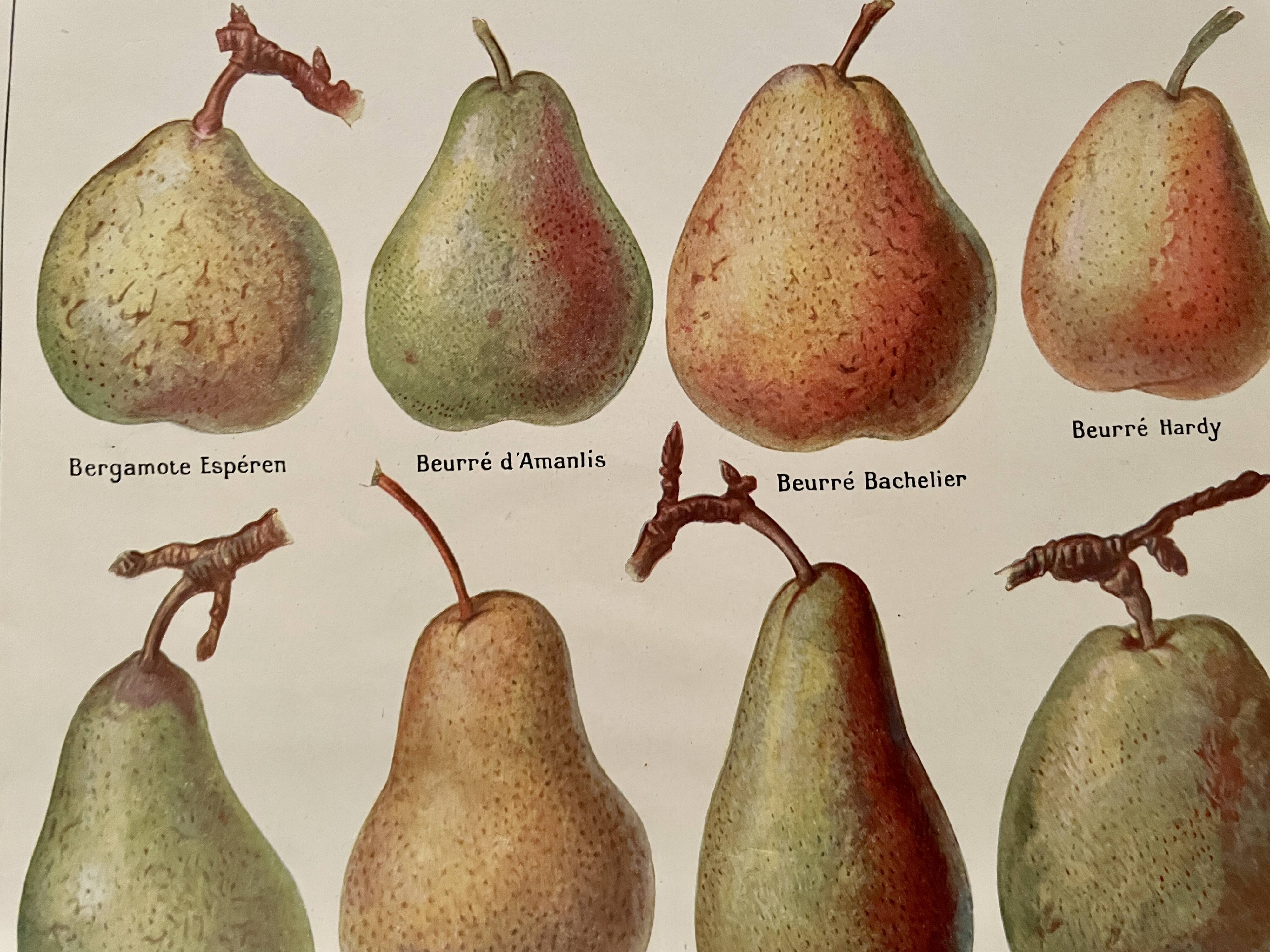 Illustrated plate on pears - 1920