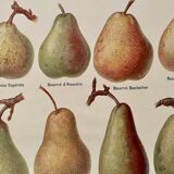 Illustrated plate on pears - 1920