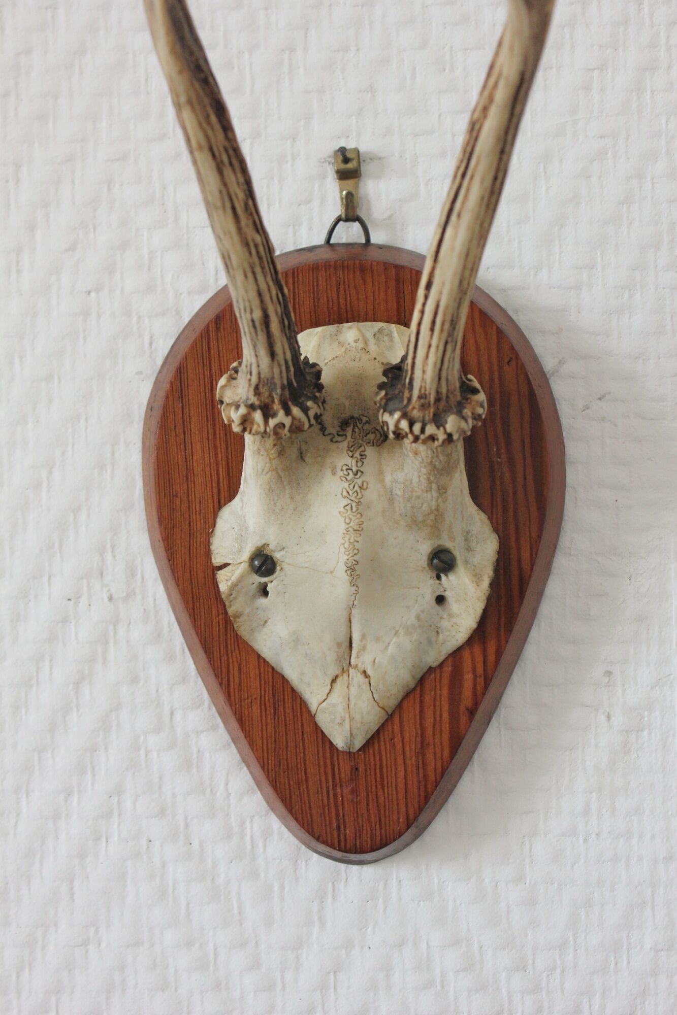 Curiosity Cabinet Hunting Trophy on Vintage Wooden Base