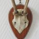 Curiosity Cabinet Hunting Trophy on Vintage Wooden Base