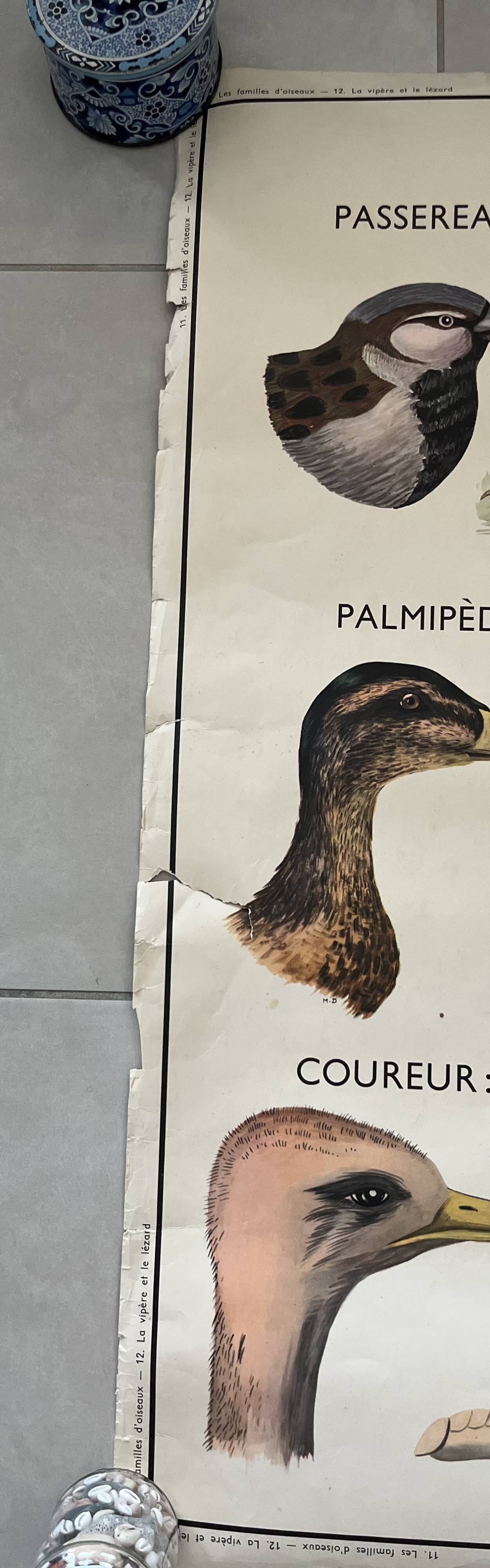 Old school poster Rossignol – Viper & Lizard / Bird families