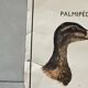 Old school poster Rossignol – Viper & Lizard / Bird families