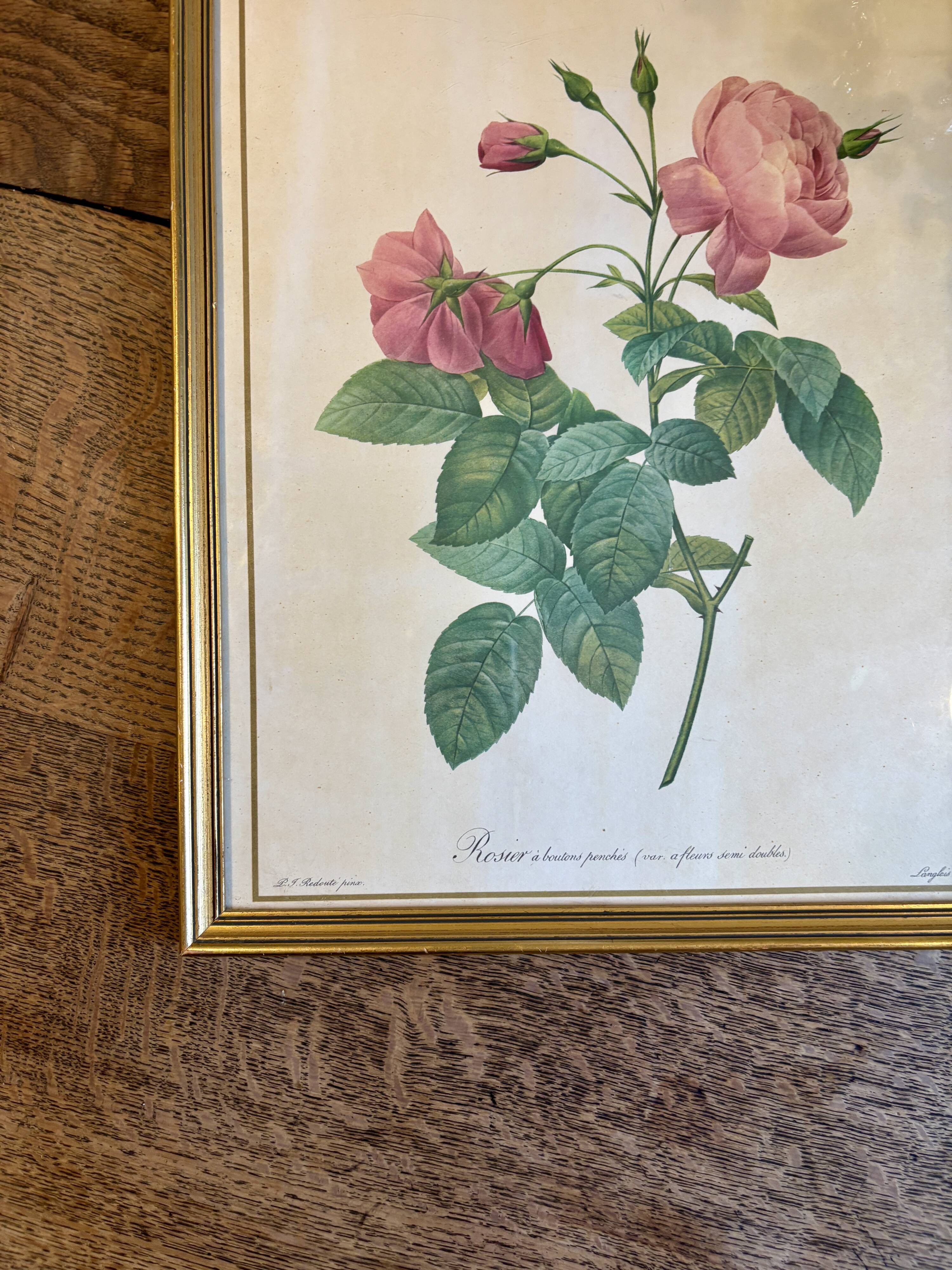 Old frame Redouté roses