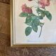 Old frame Redouté roses