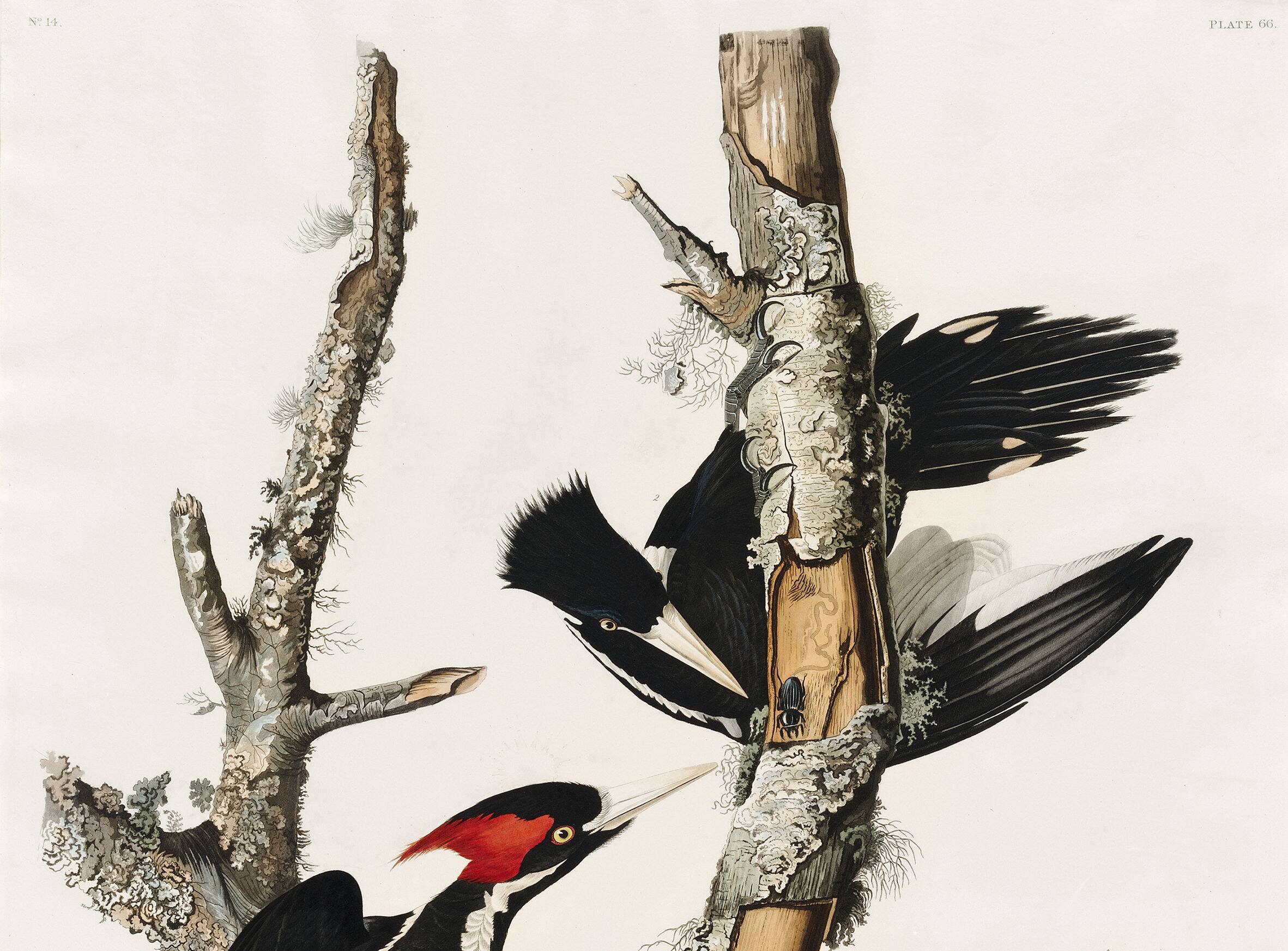 Poster about the Ivory-billed Woodpecker, based on an old engraving from 1827.
