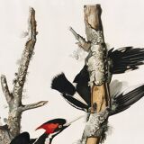 Poster about the Ivory-billed Woodpecker, based on an old engraving from 1827.