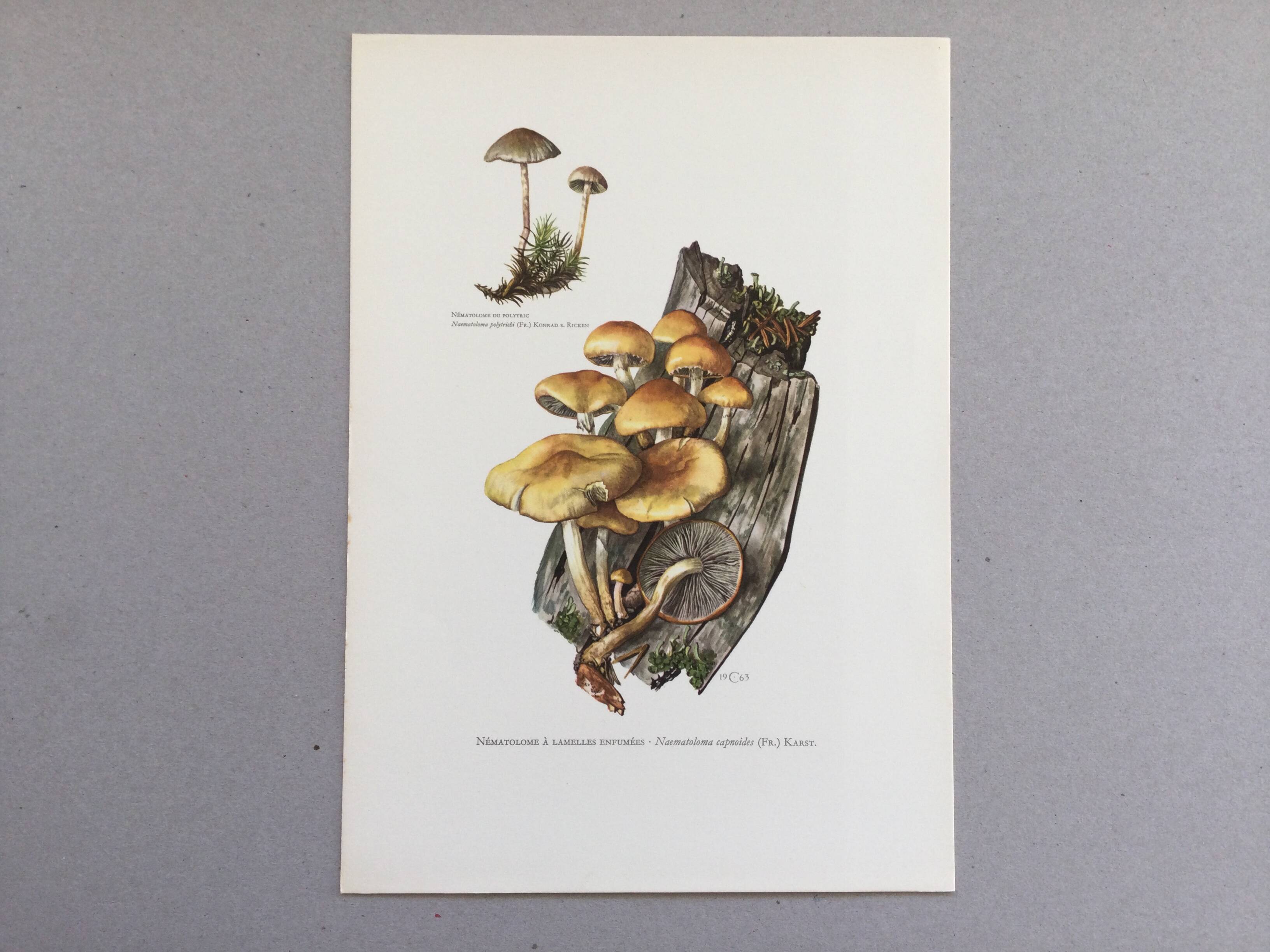Botanical Illustration Mushrooms Nematoloma Vintage Print 60s