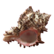 Coquillage Murex