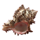 Murex shell