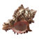 Coquillage Murex