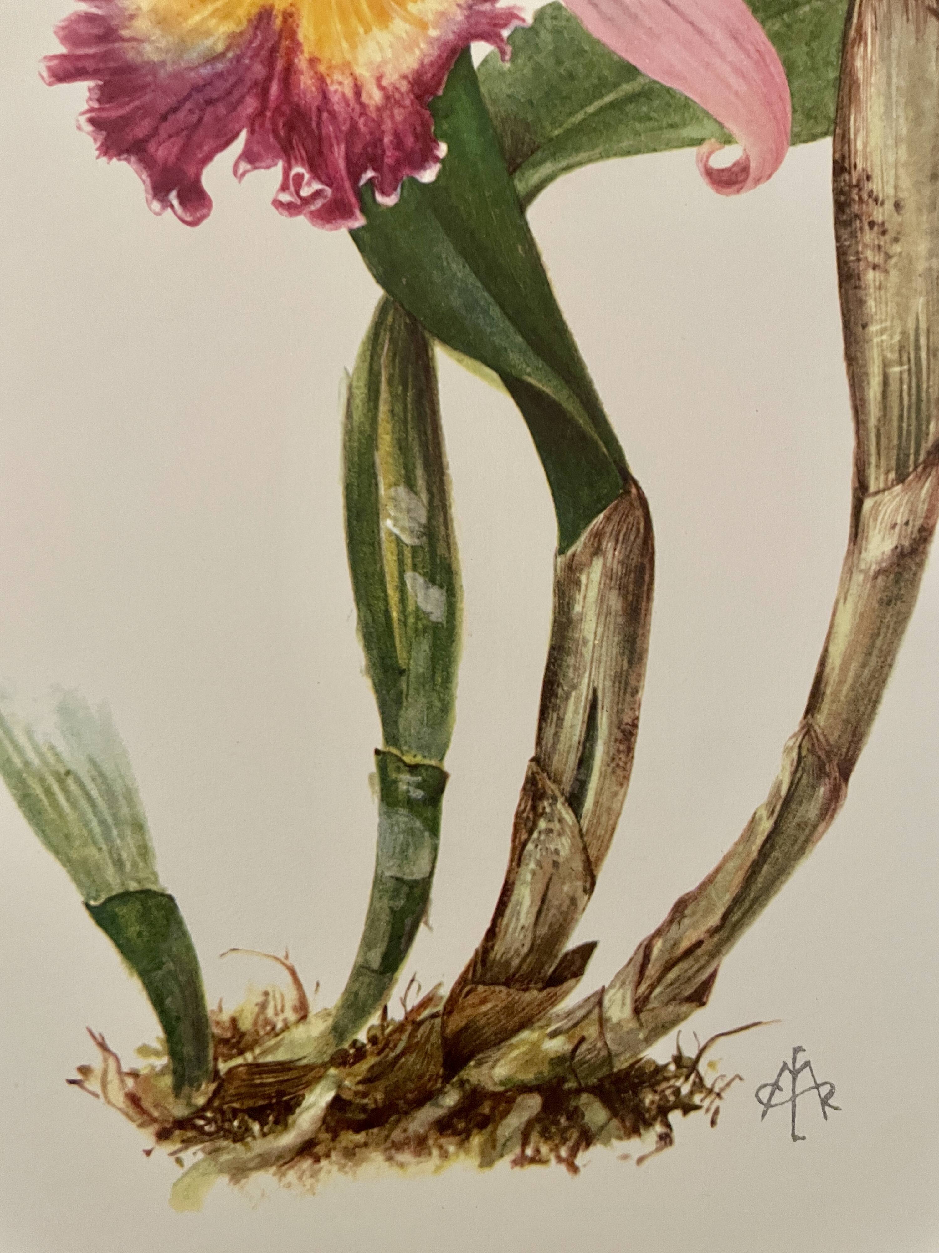 Watercolor of the orchid of Central and South America - 1960