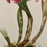 Watercolor of the orchid of Central and South America - 1960