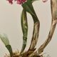 Watercolor of the orchid of Central and South America - 1960