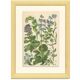 Affiche botanique, 1906, herbes annuelle, boraginaceae