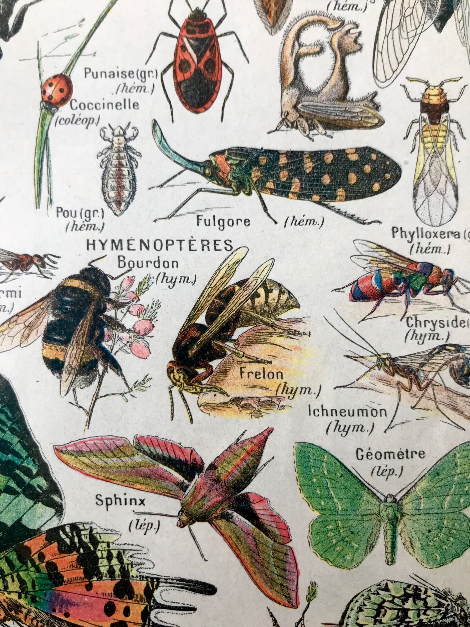 Ancient Arthropod board