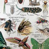 Ancient Arthropod board