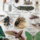Ancient Arthropod board